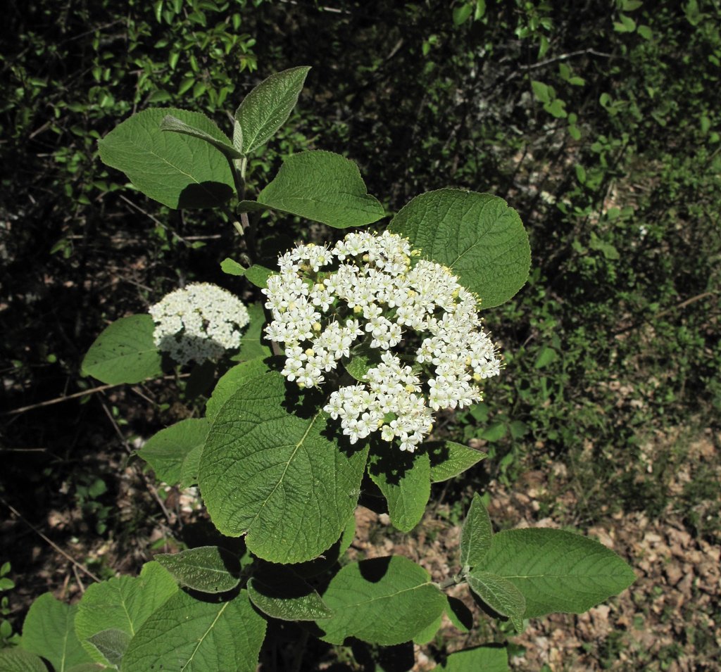 Viburnum lantana